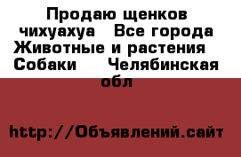 Продаю щенков чихуахуа - Все города Животные и растения » Собаки   . Челябинская обл.